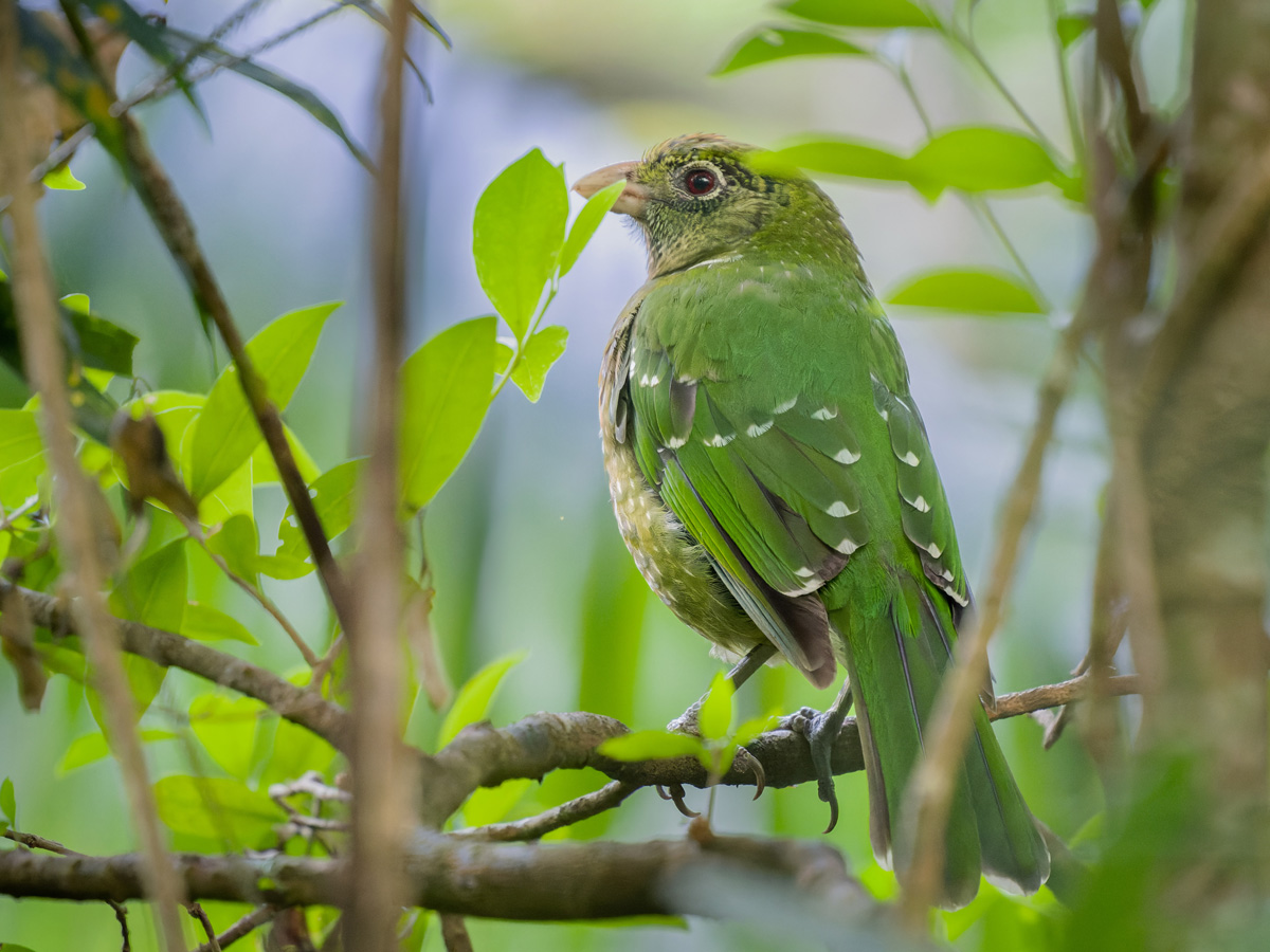 2022-12-23 04 Green Catbird.jpg
