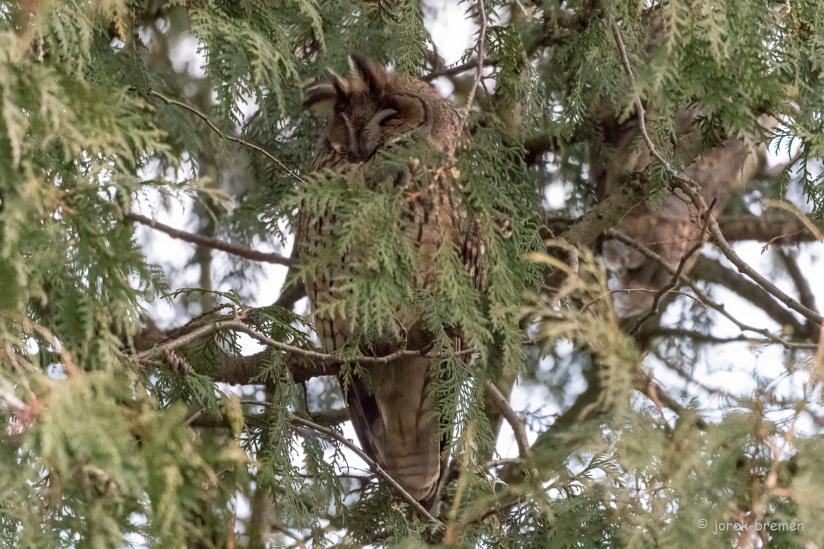 20220127-D50_3897-Bearbeitet.jpg
