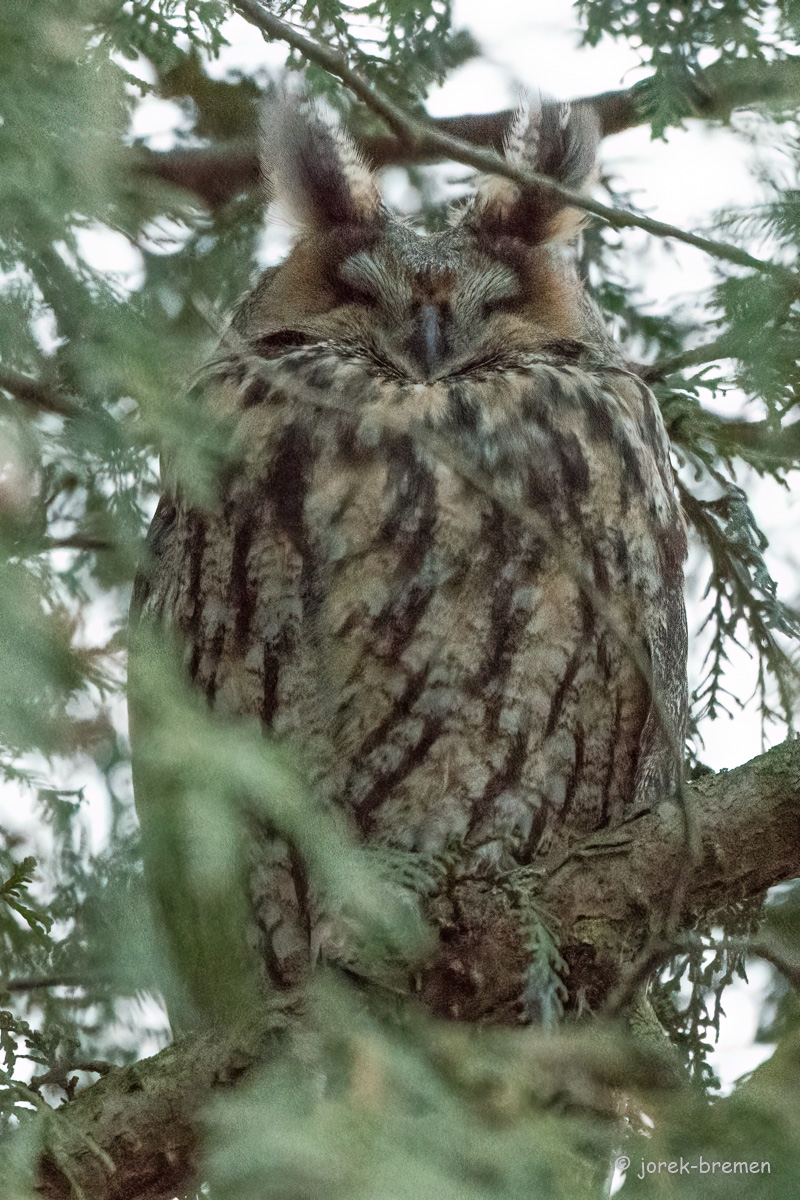 20220127-D50_3939-Bearbeitet.jpg