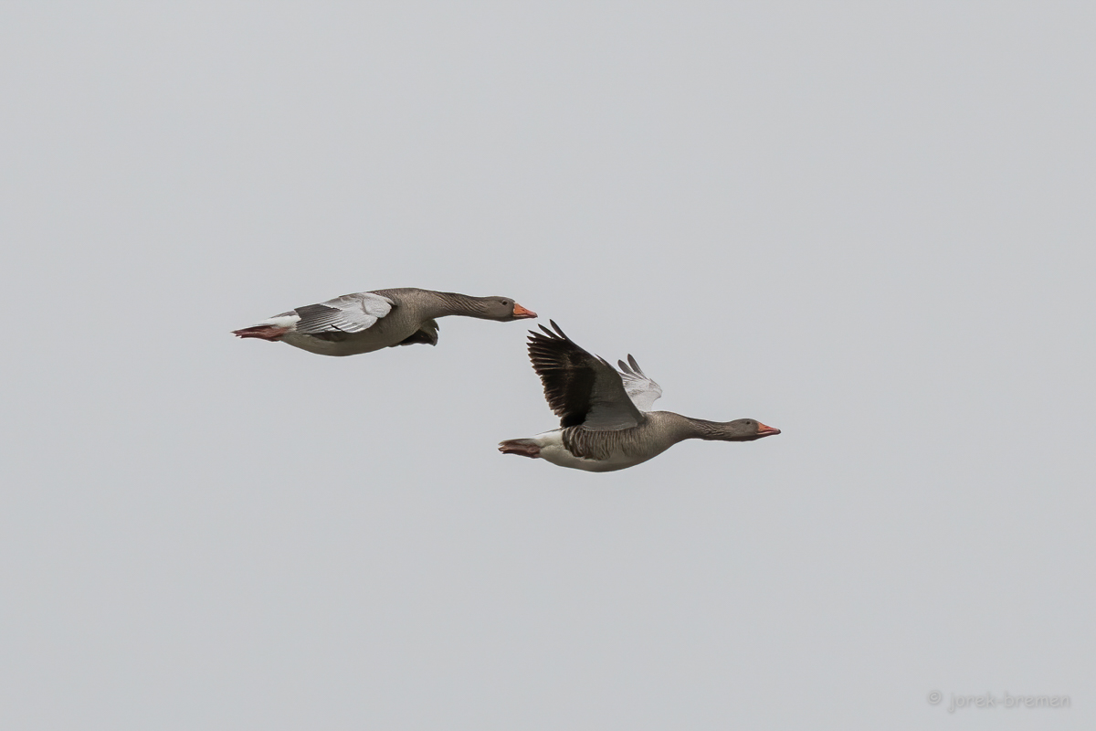 20220216-D50_7072-Bearbeitet.jpg