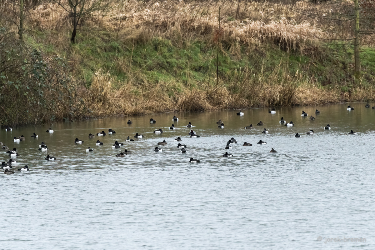 20220216-D50_7078-Bearbeitet.jpg