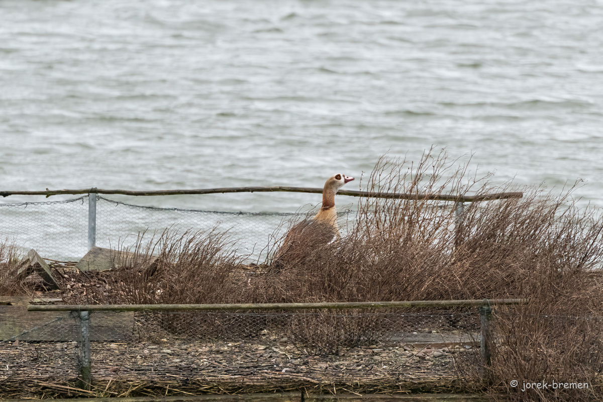 20220216-D50_7080-Bearbeitet.jpg