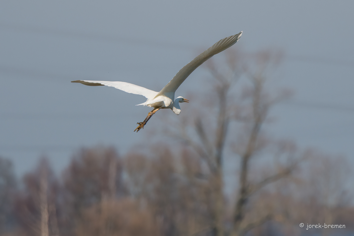 20220228-D50_7146-Bearbeitet.jpg