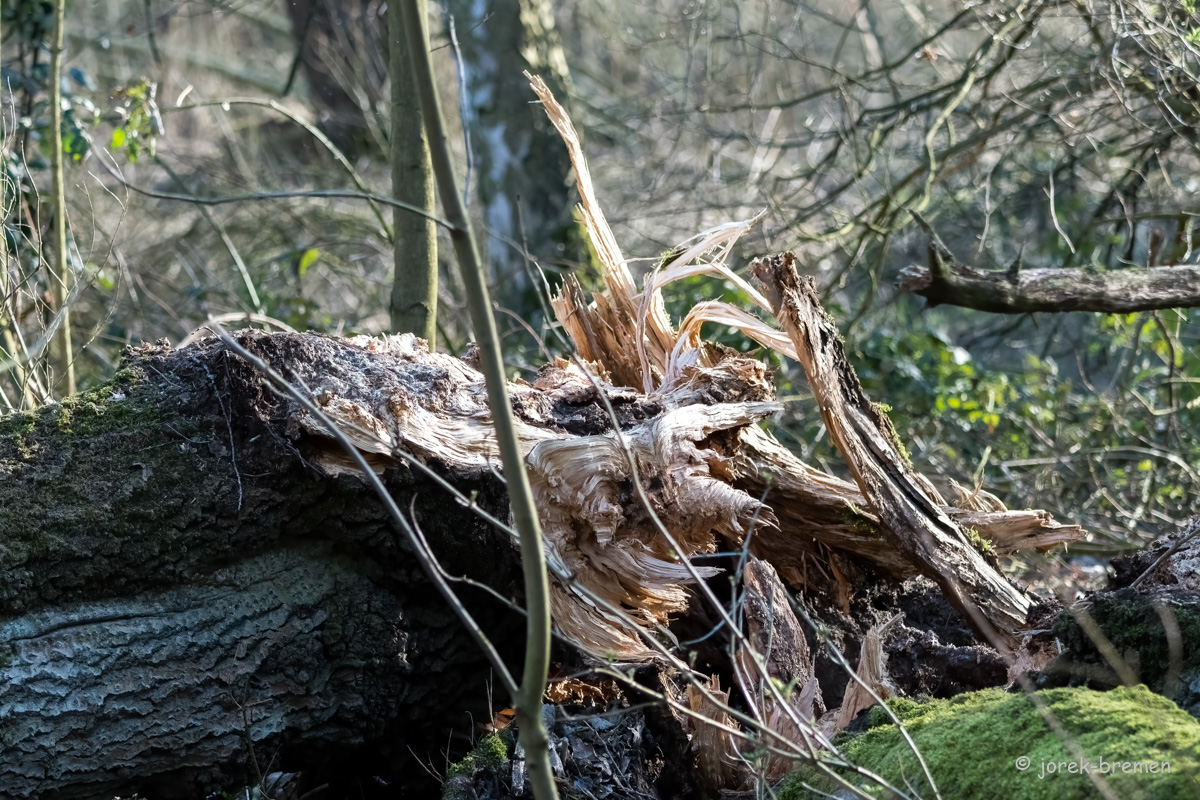 20220312-D50_7272-Bearbeitet.jpg