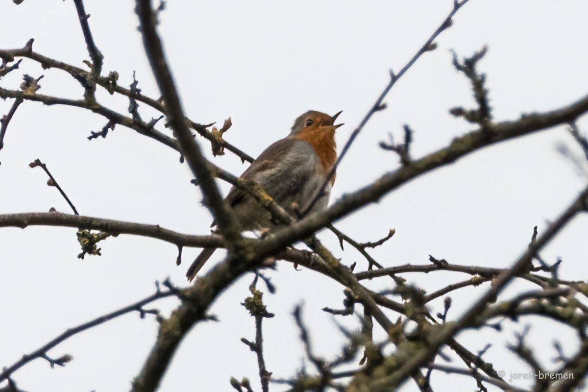 20220315-D50_4095-Bearbeitet.jpg
