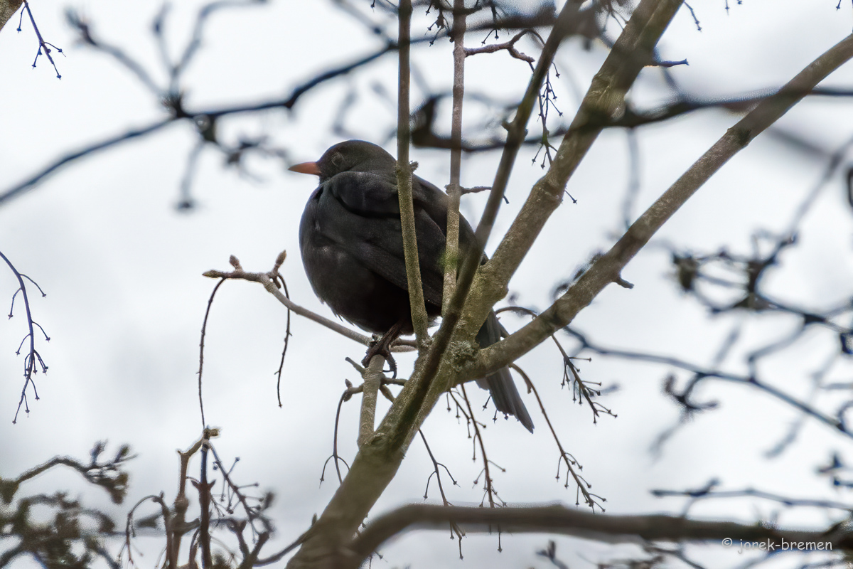 20220315-D50_4117-Bearbeitet.jpg