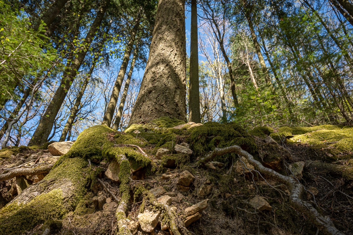 20220416-NZ6_8720.jpg