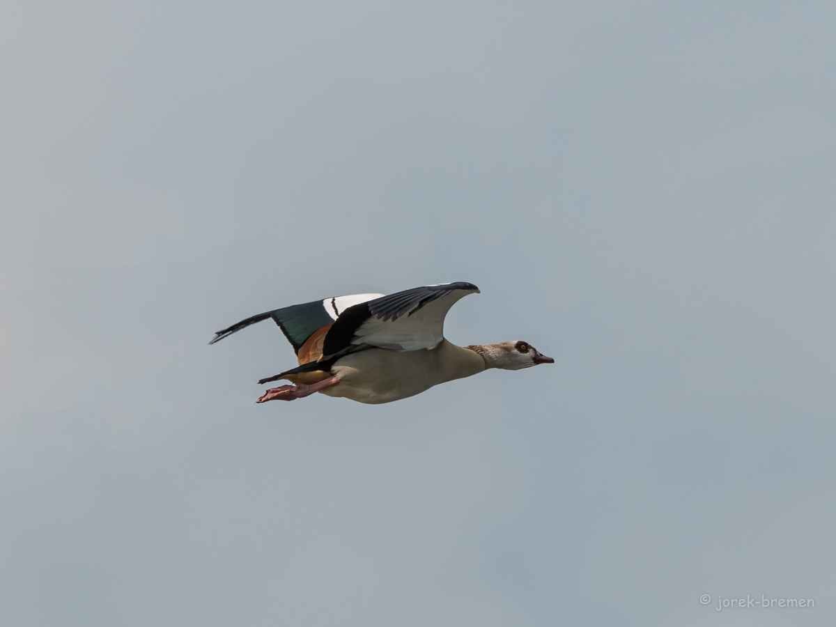 20220517-D50_7774-Bearbeitet-Bearbeitet.jpg