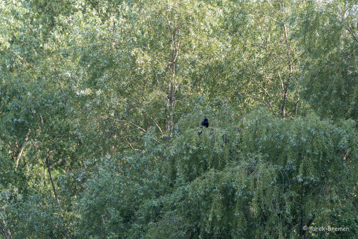20220517-D50_7813.jpg