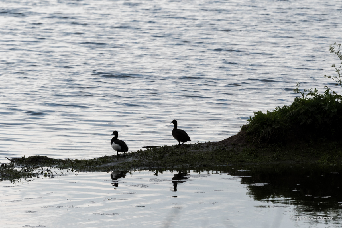 20220517-D50_7863.jpg