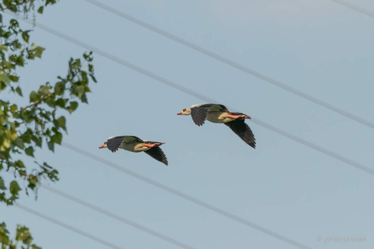 20220517-D50_7942-Bearbeitet.jpg