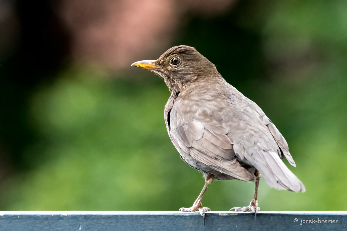 20220522-D50_8050-Bearbeitet.jpg