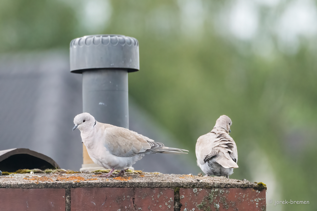 20220524-D50_8051-Bearbeitet.jpg