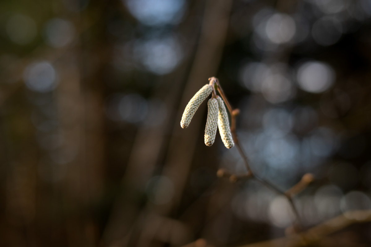 20221225-NZ6_3987.jpg