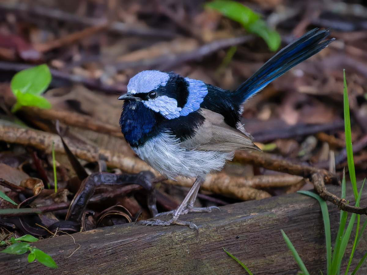 2023-01-05 02 Superb Fairywren.jpg