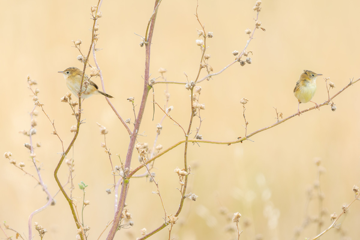 2023-01-12 51 Golden-headed Cisticola.jpg