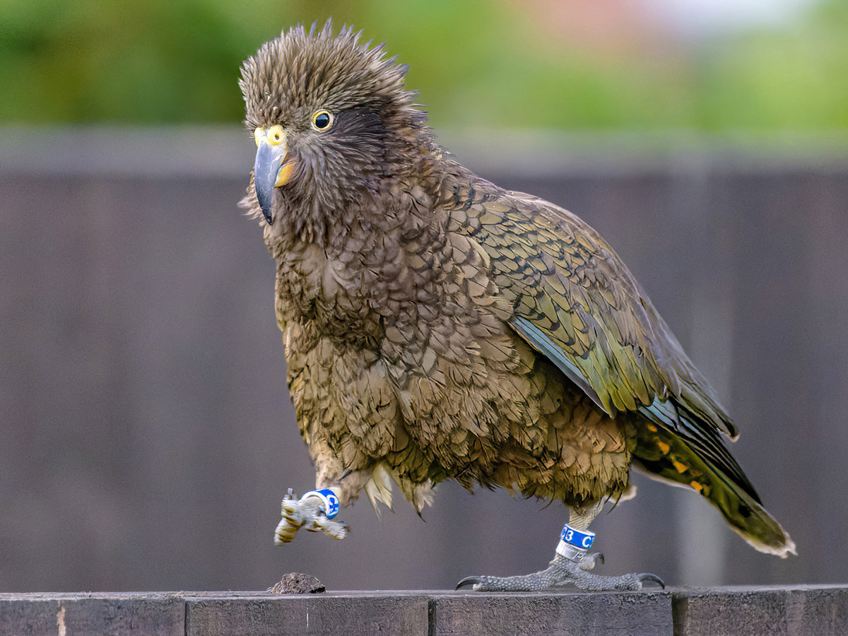 2023-01-28 07 Kea.jpg