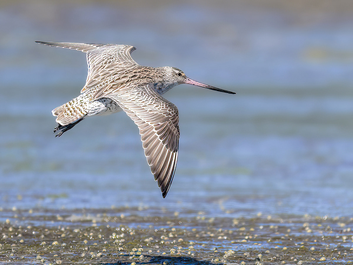 2023-01-28 74 Bar-tailed Godwit in Flight.jpg
