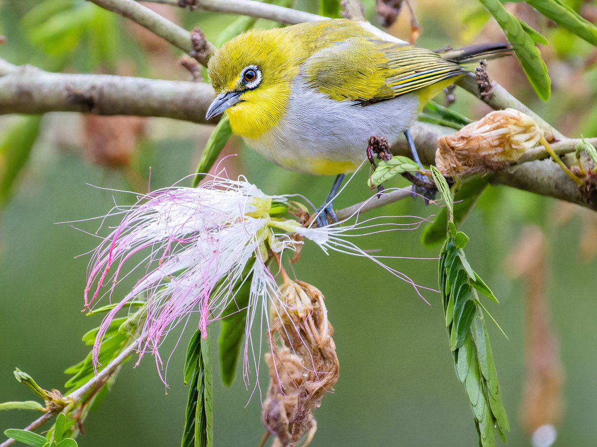 2023-02-10 06 Swinhoes White-eye.jpg