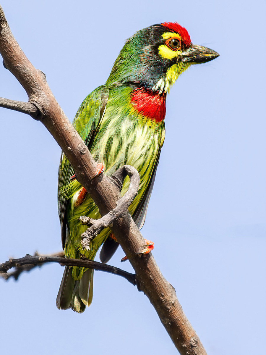 2023-02-11 04 Coppersmith Barbet.jpg