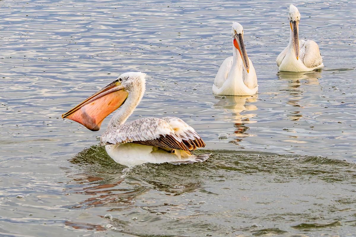 2023-03-15 46 Dalmatian Pelicans.jpg