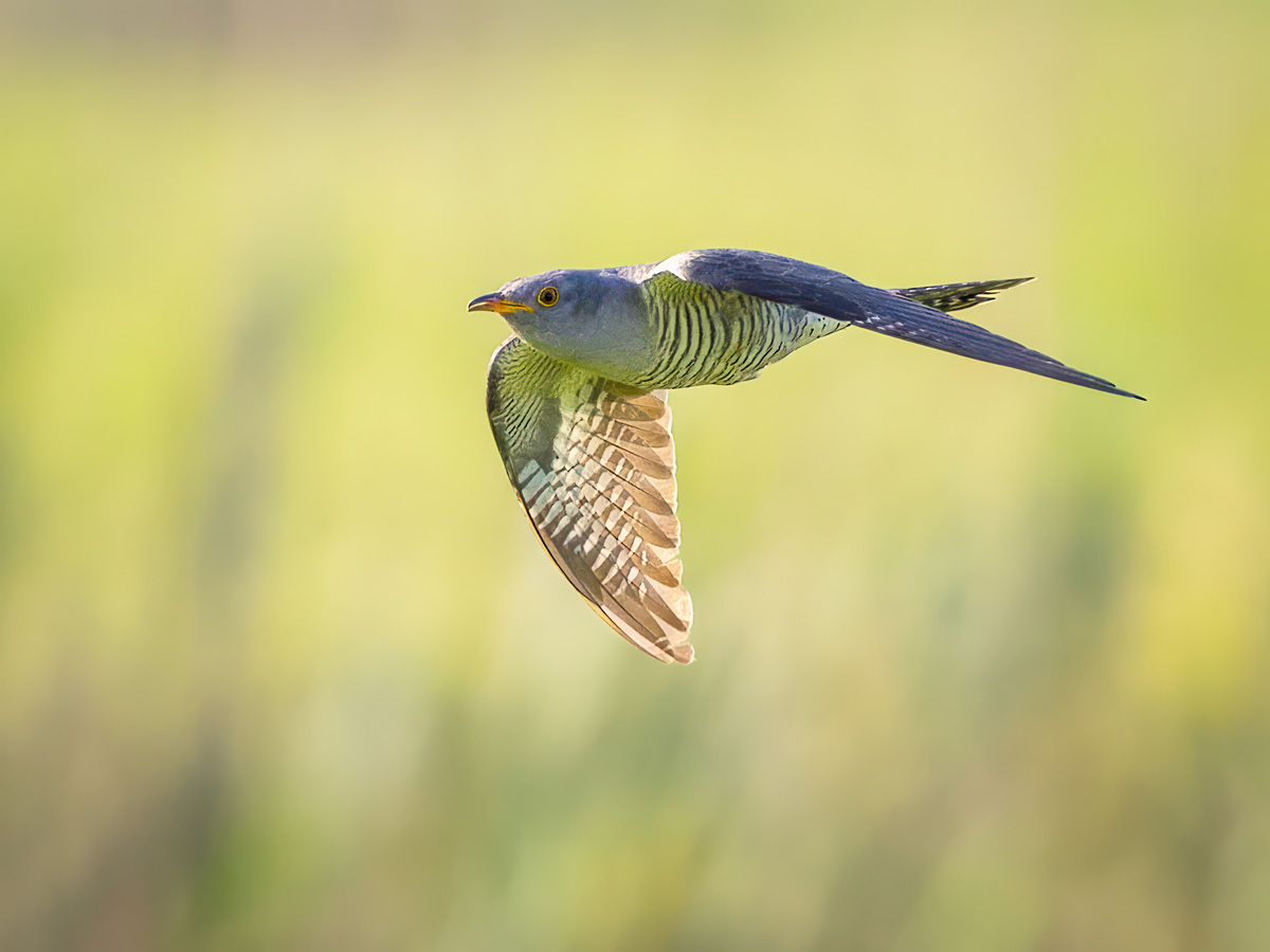 2023-06-11 38 Common Cuckoo in Flight.jpg