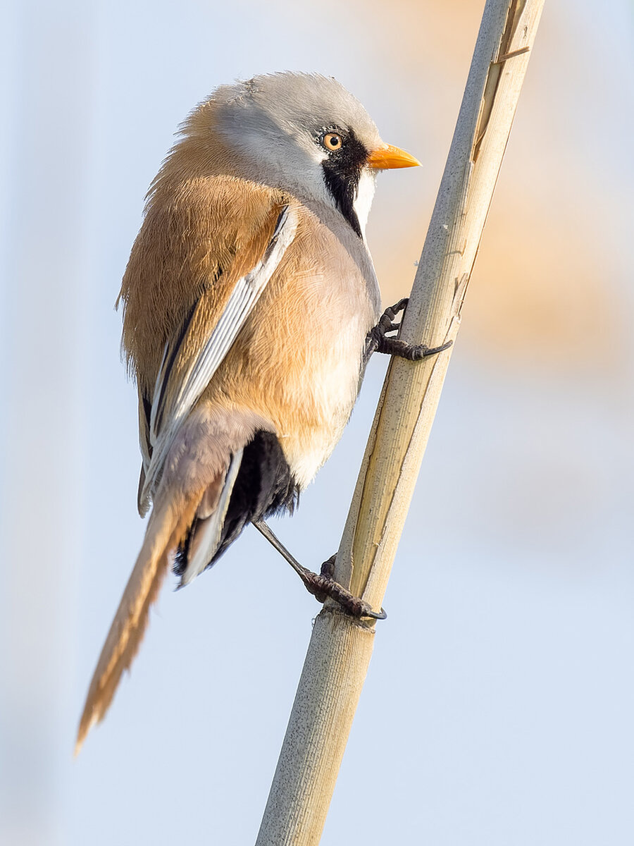 2023-06-11 49 Bearded Reedling.jpg
