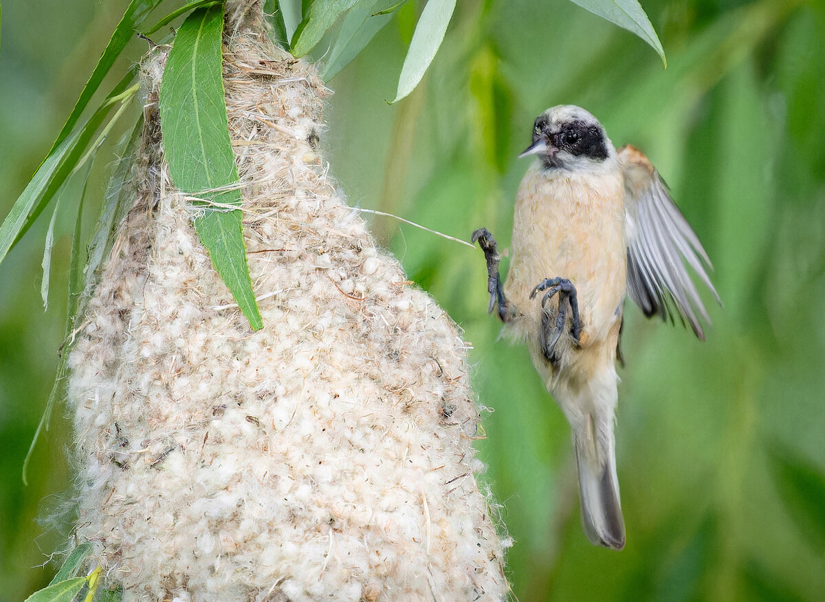2023-06-14 21 Eurasian Penduline-Tit in Flight.jpg