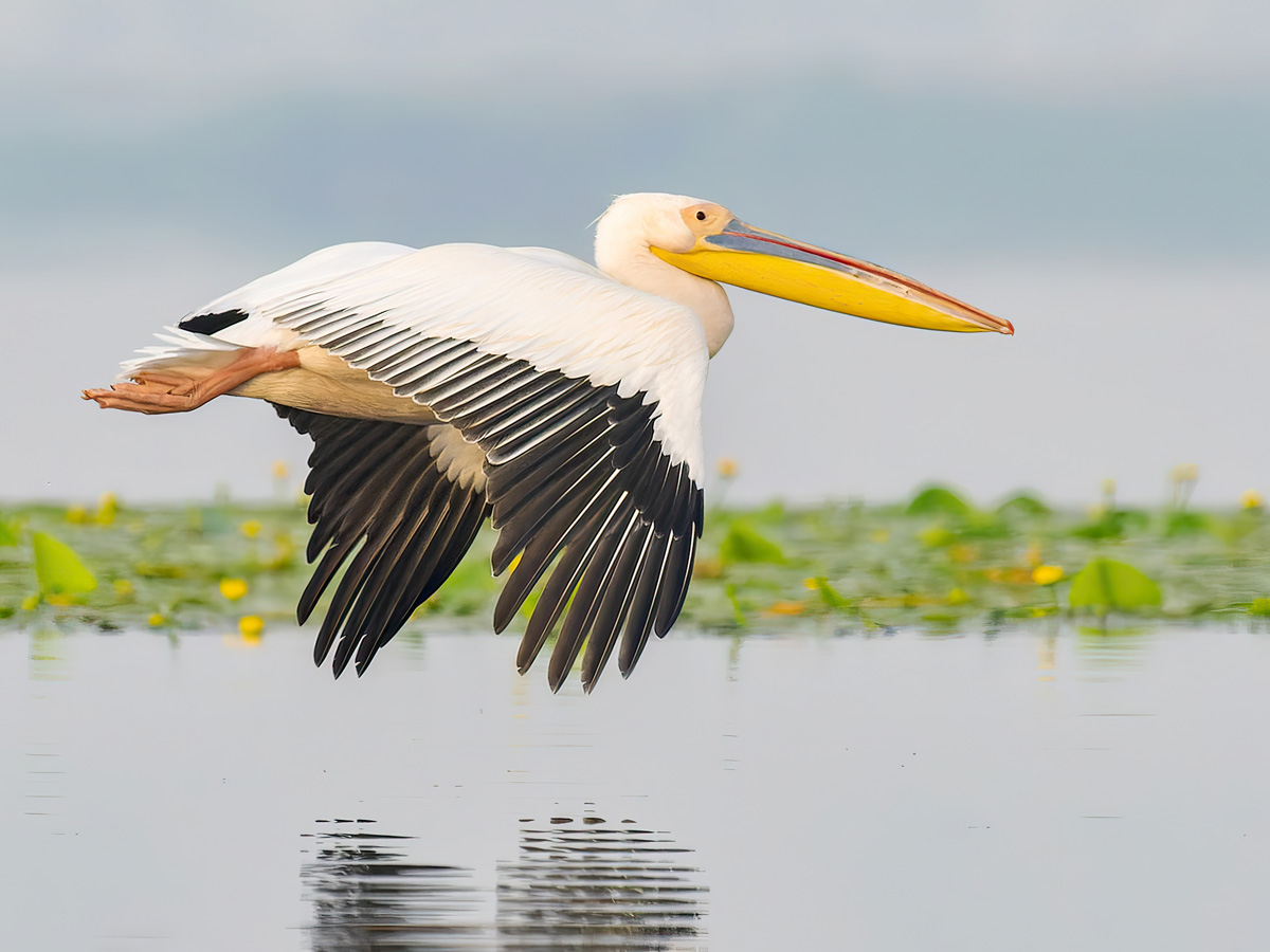 2023-06-15 05 Great White Pelican in Flight.jpg