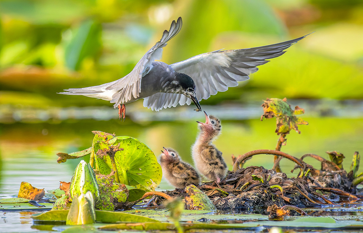2023-06-15 81 Black Tern Feeding Chicks.jpg