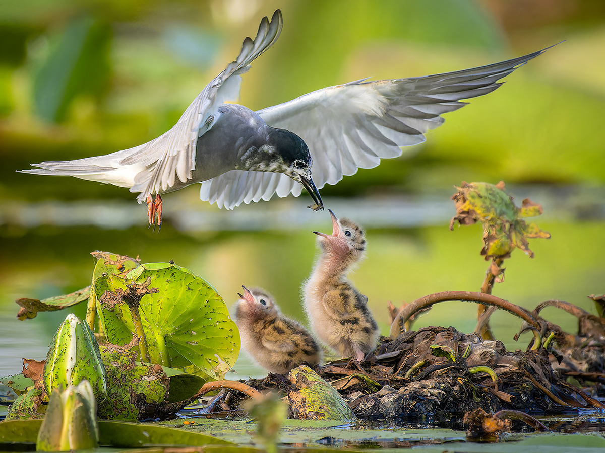 2023-06 Romania - Black Tern Feeding Chicks.jpg