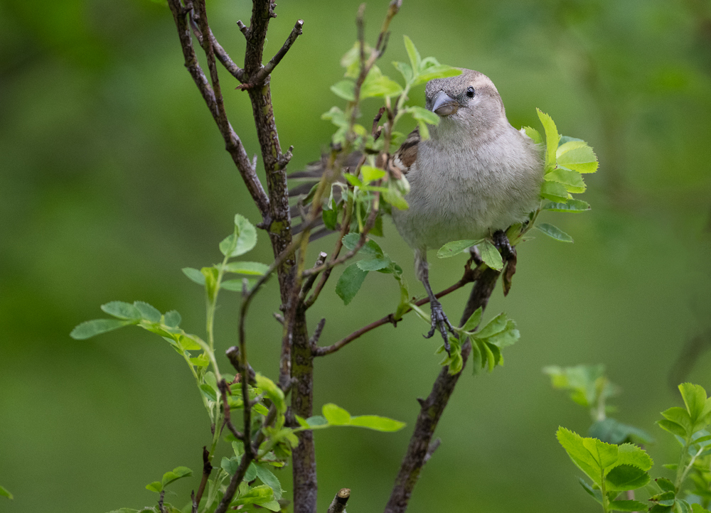 20230518-_DSC6377-Bearbeitet.jpg