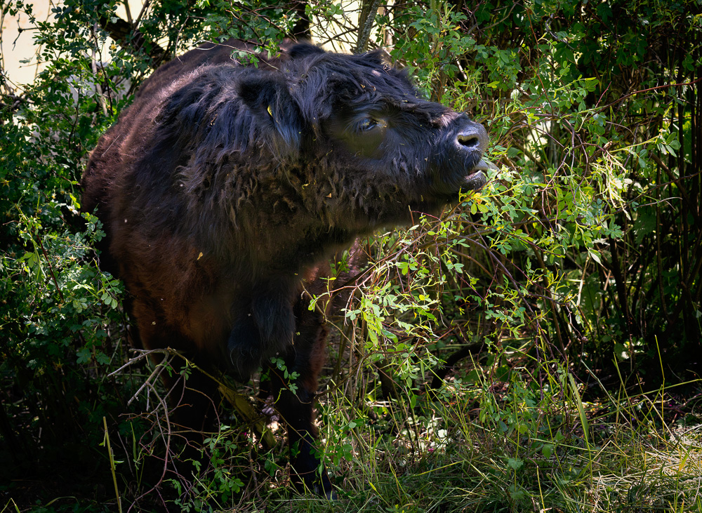 20230610-_DSC6476-Verbessert-RR-Bearbeitet.jpg