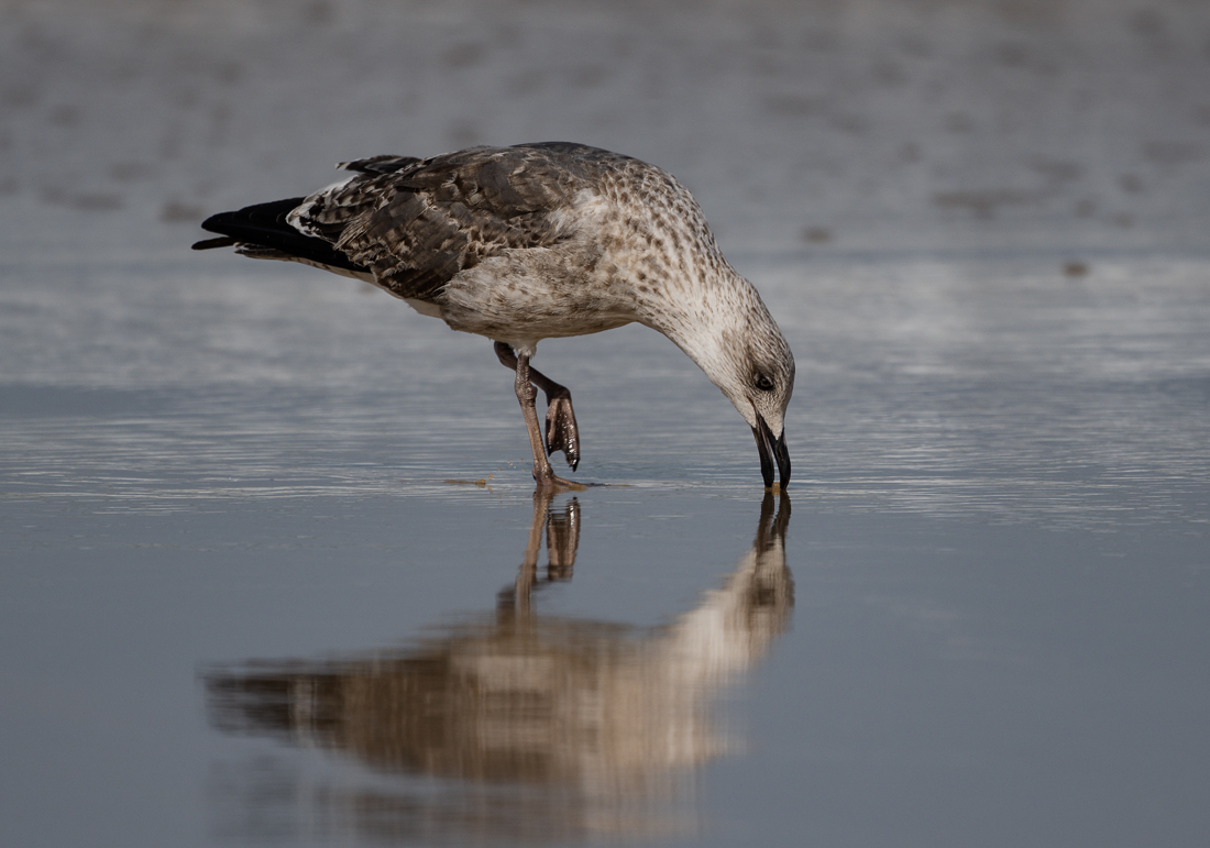 20230927-strandläufer-5.jpg