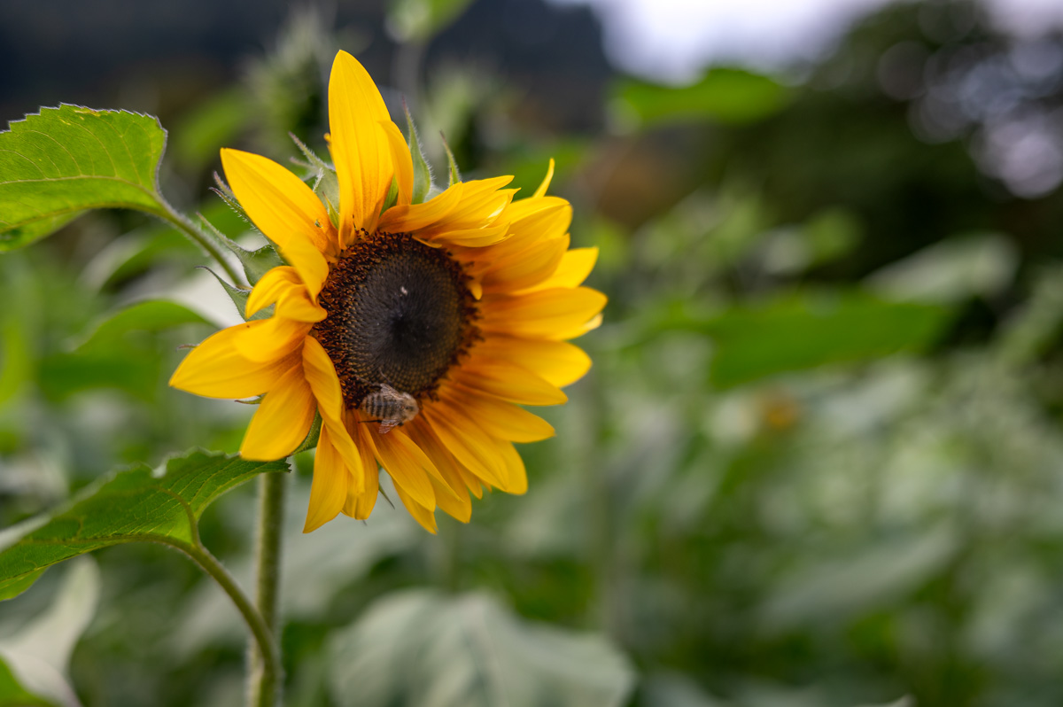 20231003-NZ6_2018.jpg