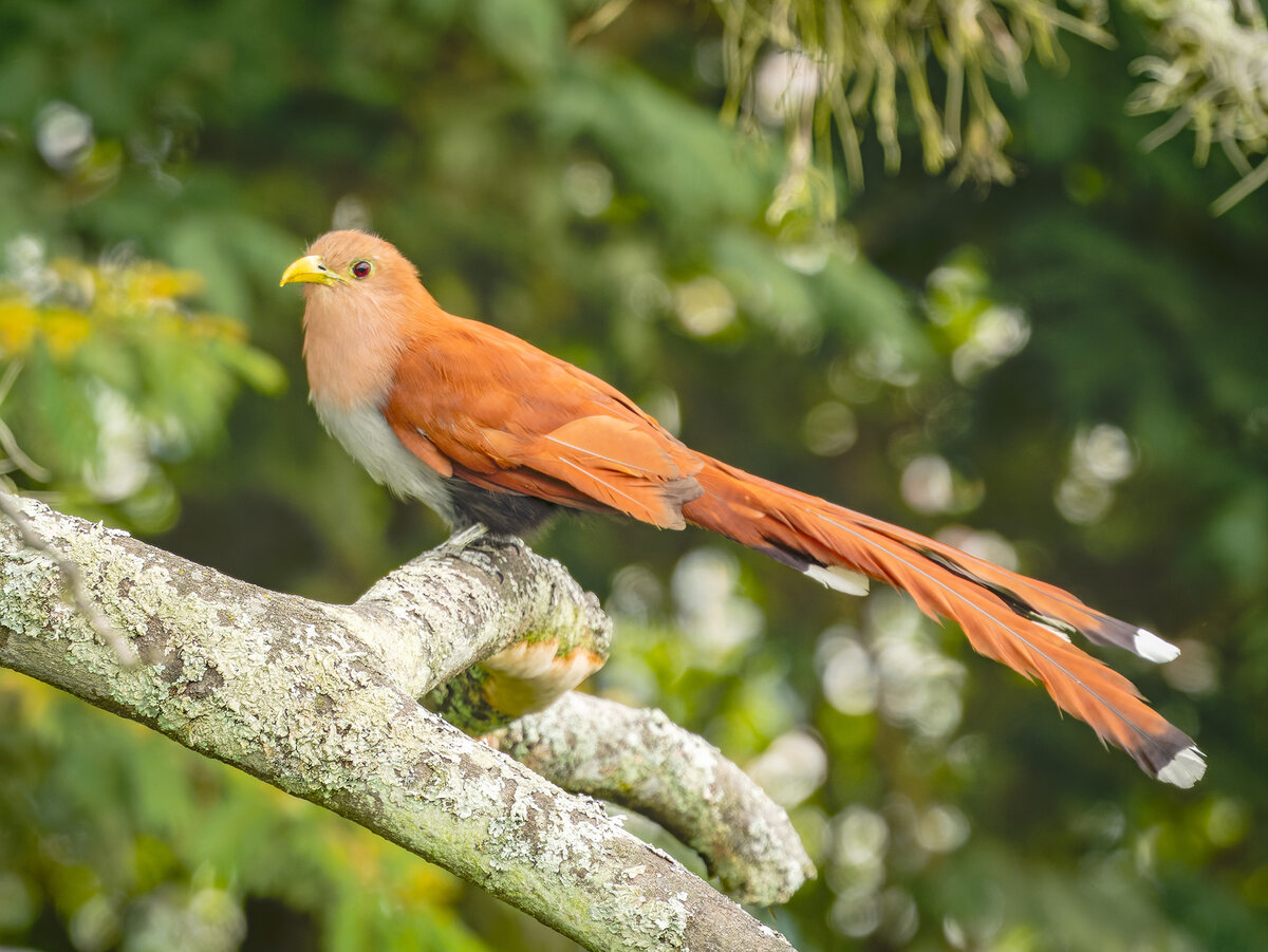2024-01-02 10 Squirrel Cuckoo.jpg
