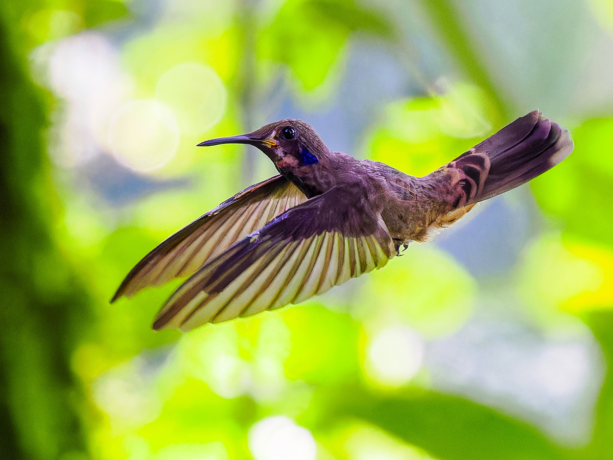 2024-01-03 04 Female Brown Violetear in Flight.jpg