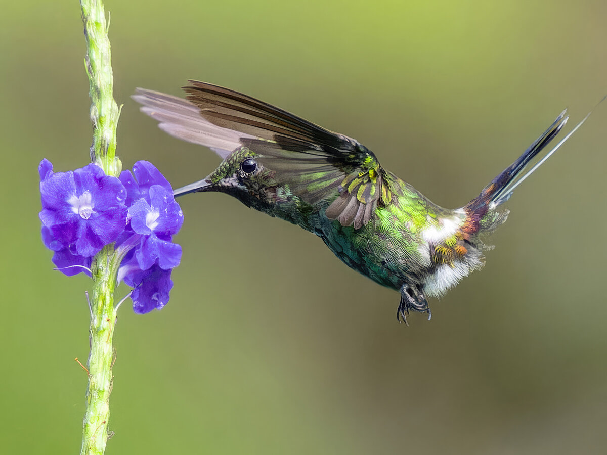 2024-01-03 22 Green Thorntail in Flight.jpg