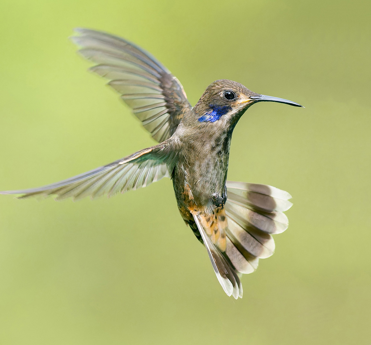 2024-01-03 33 Brown Violetear in Flight.jpg
