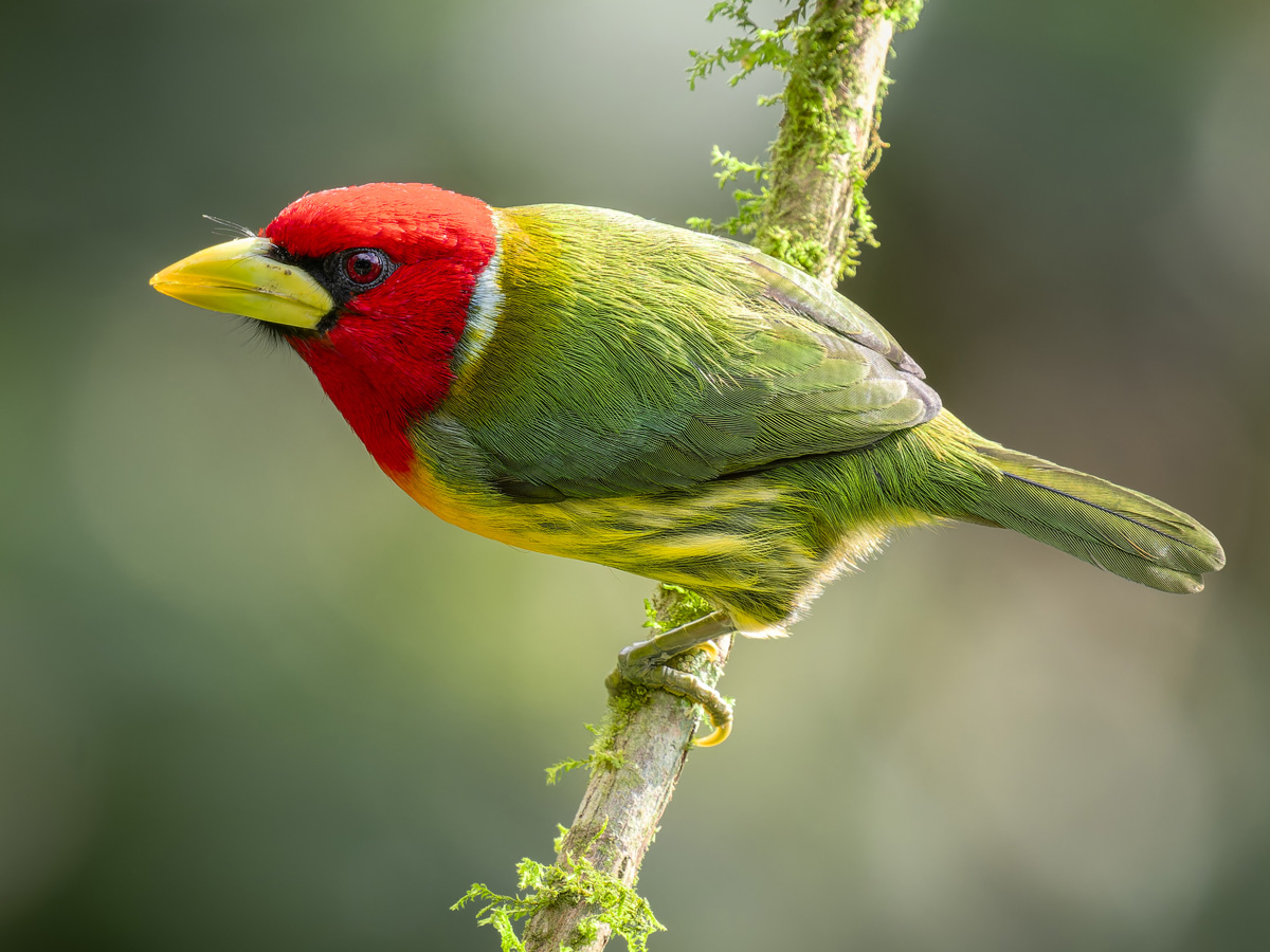 2024-01-04 08 Red-headed Barbet.jpg