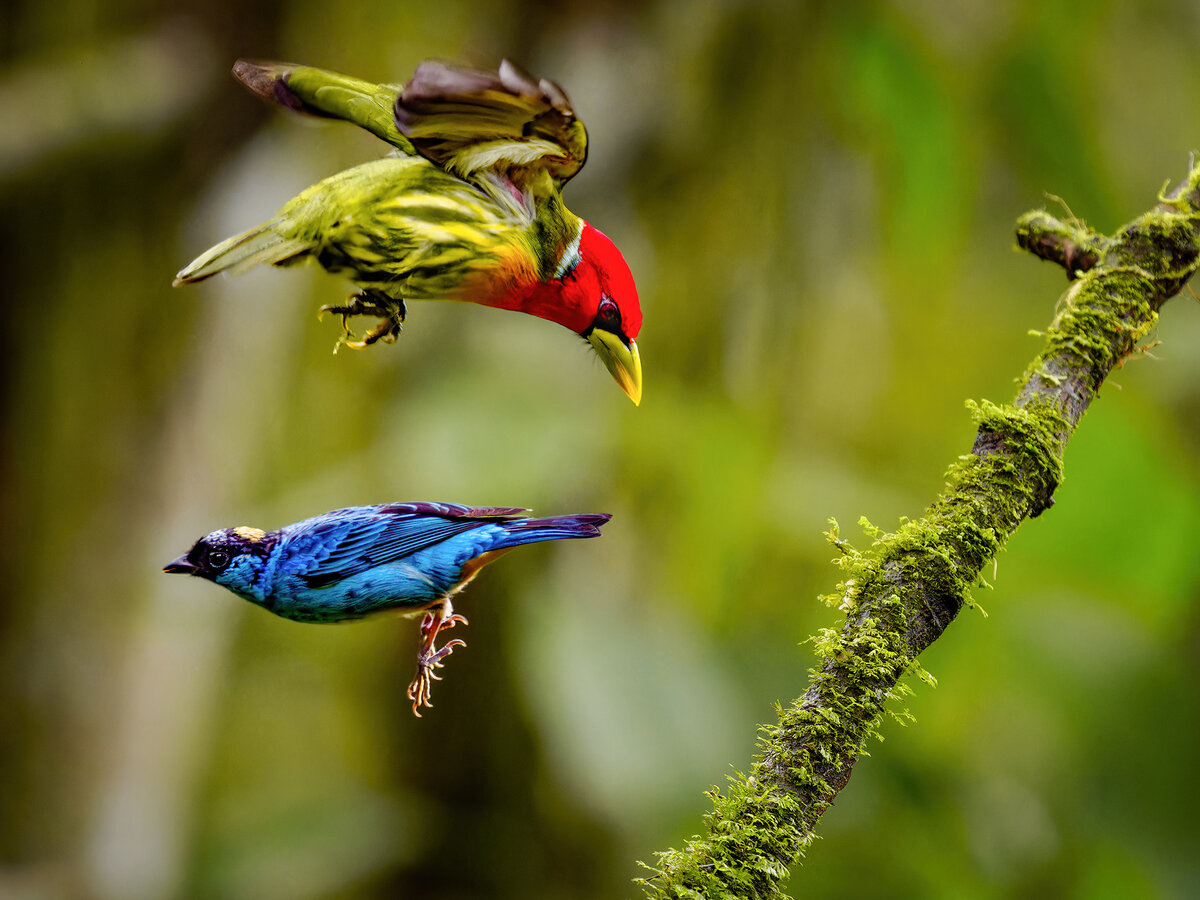 2024-01-04 20 Red-headed Barbet and Golden-naped Tanager.jpg