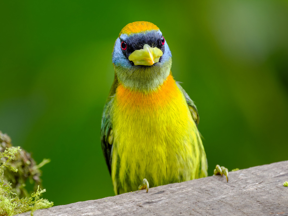 2024-01-04 21 Female Red-headed Barbet.jpg