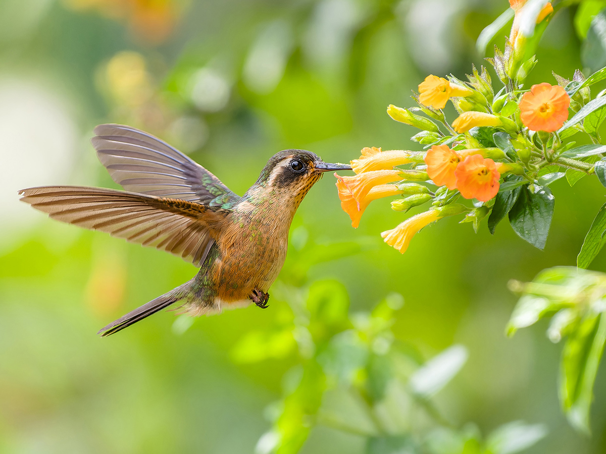 2024-01-04 23 Speckled Hummingbird in Flight.jpg