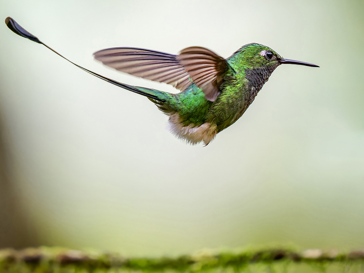 2024-01-04 42 White-booted Racket-tail in Flight.jpg