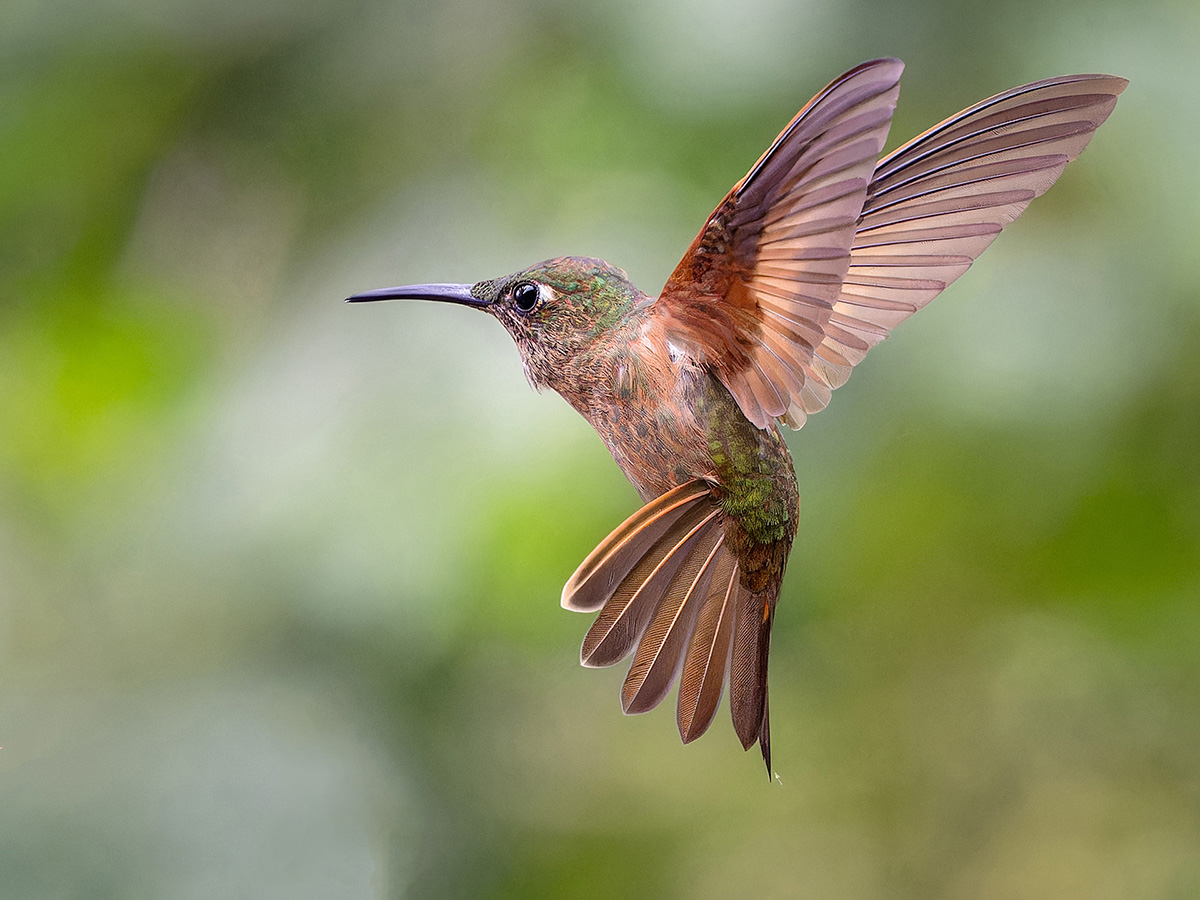 2024-01-04 47 Fawn-breasted Brilliant in Flight.jpg