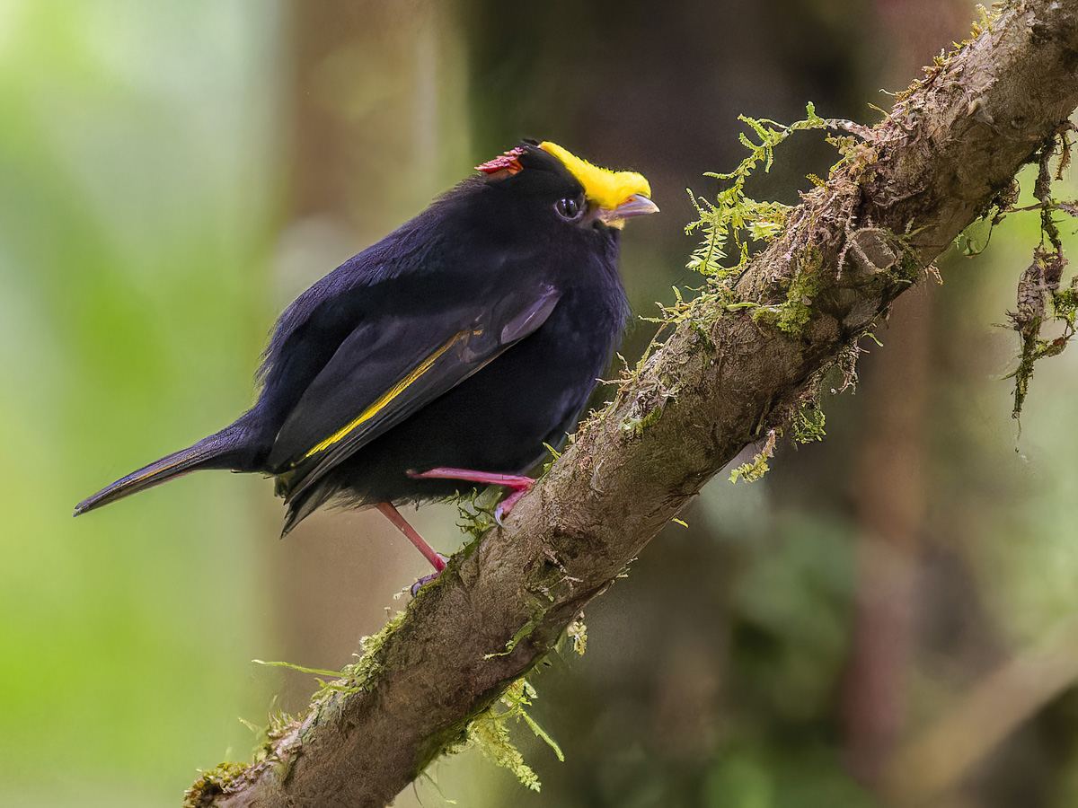 2024-01-04 59 Golden-winged Manakin.jpg