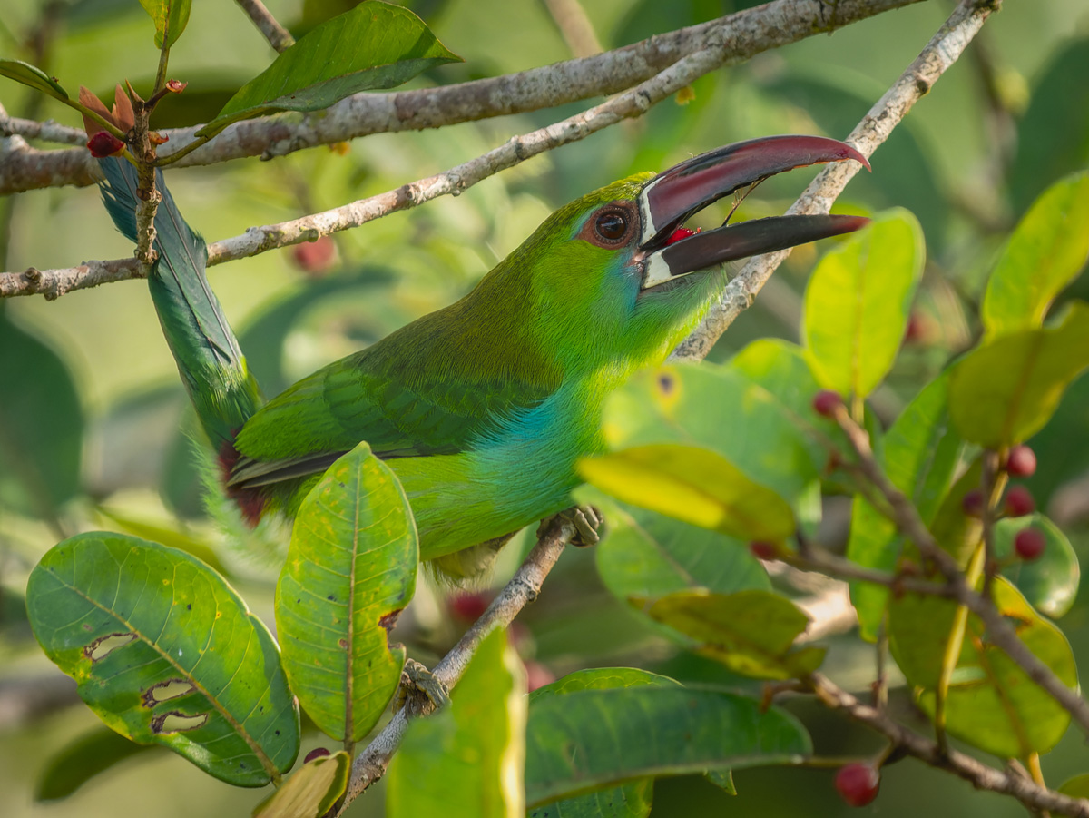 2024-01-06 24 Crimson-rumped Toucanet.jpg