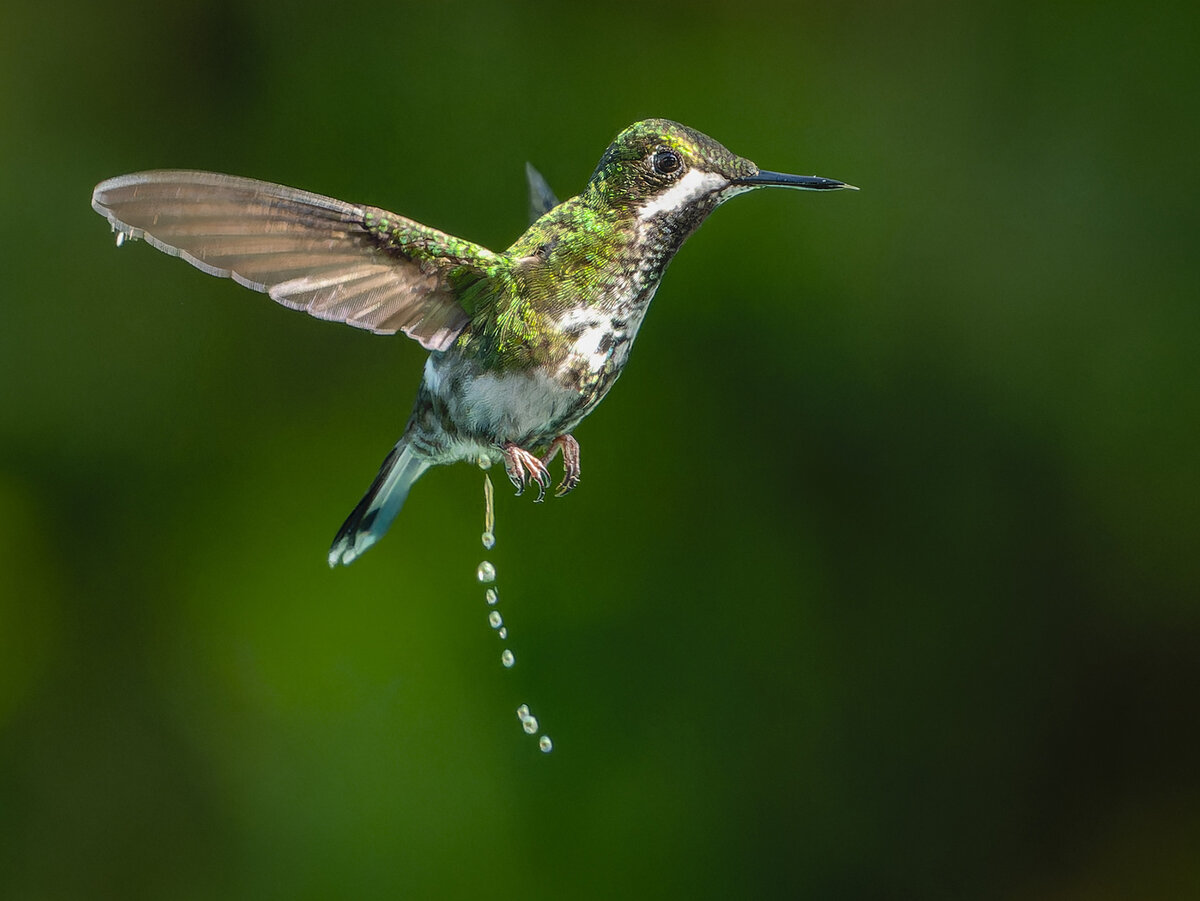 2024-01-06 30 White-necked Jacobin.jpg