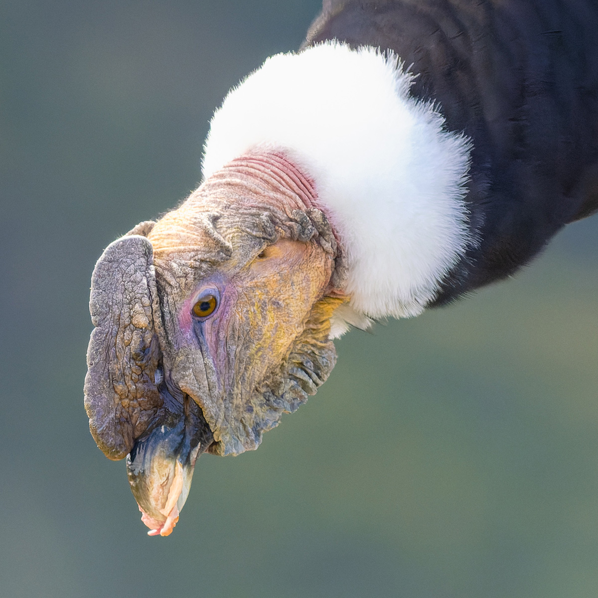 2024-01-10 06 Andean Condor.jpg