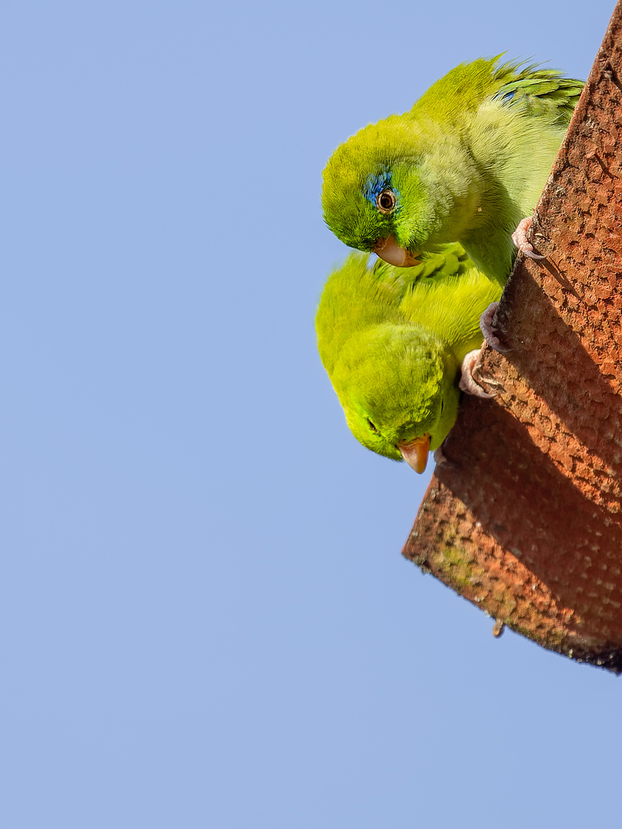 2024-01-14 01 Spectacled Parrotlets.jpg